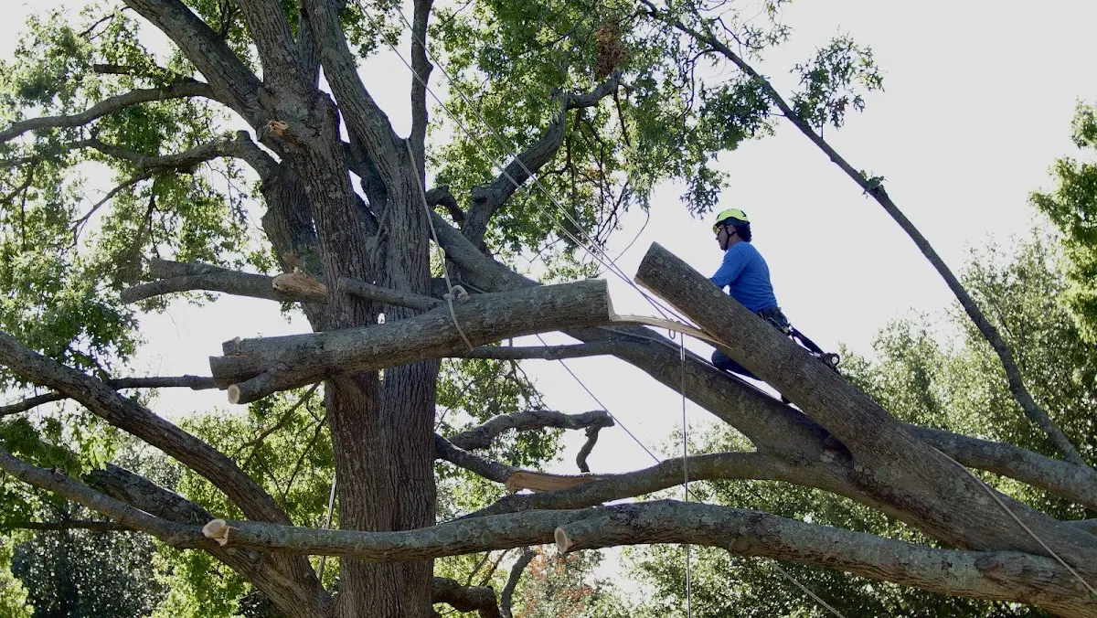 Professional Crown Thinning performed by certified arborists in Rentz
