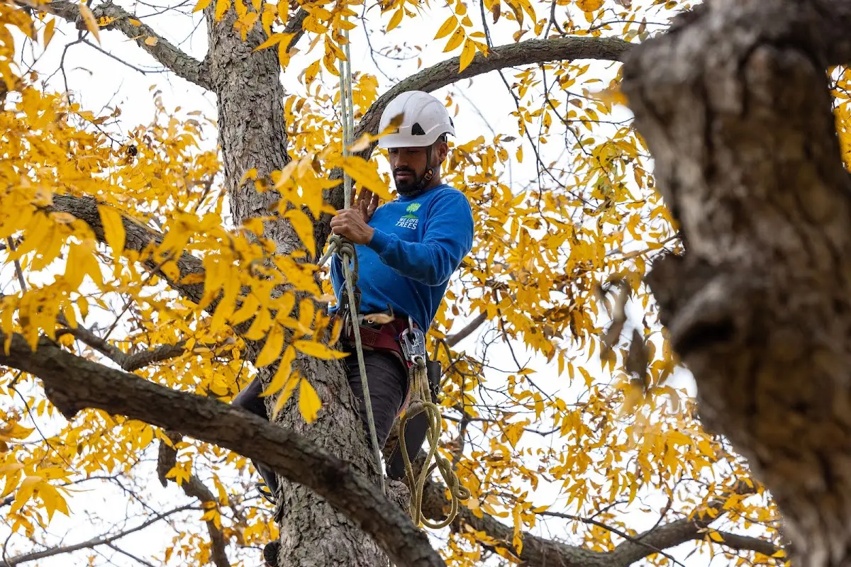 Skilled Tree Planting crew working in Rentz