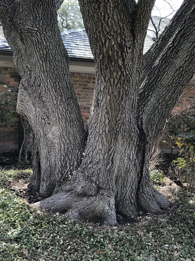 Mature heritage tree close to a Rentz property cared for by certified arborists